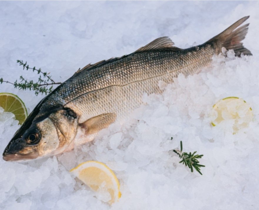 Loup de mer sauvage 500gr