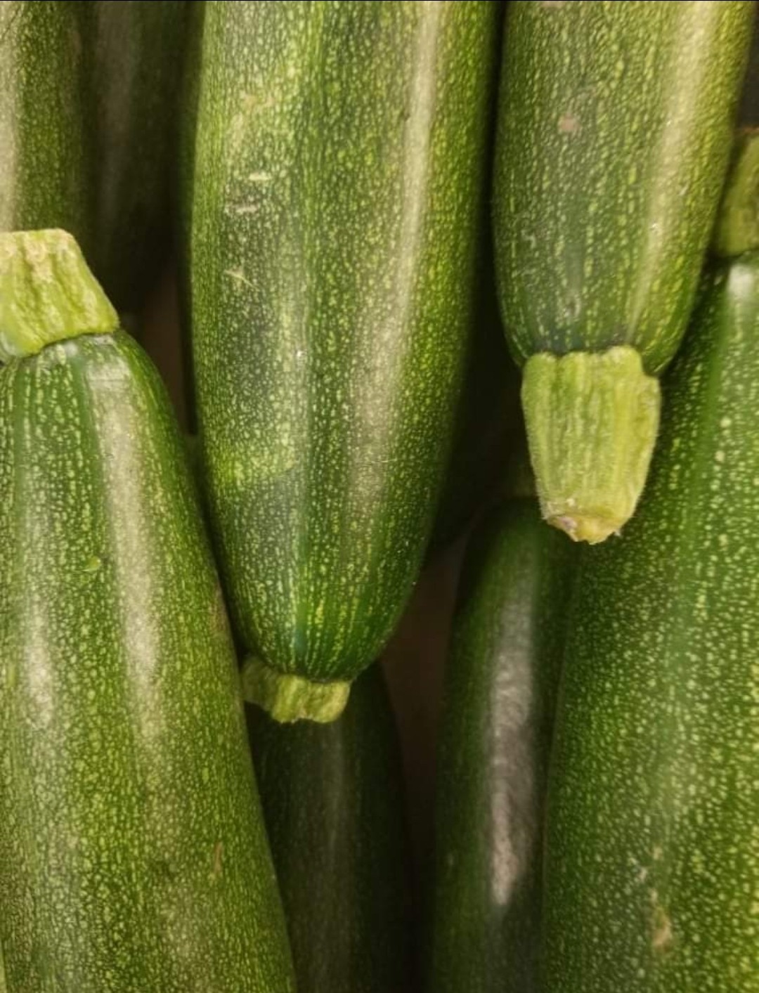 Zucchini