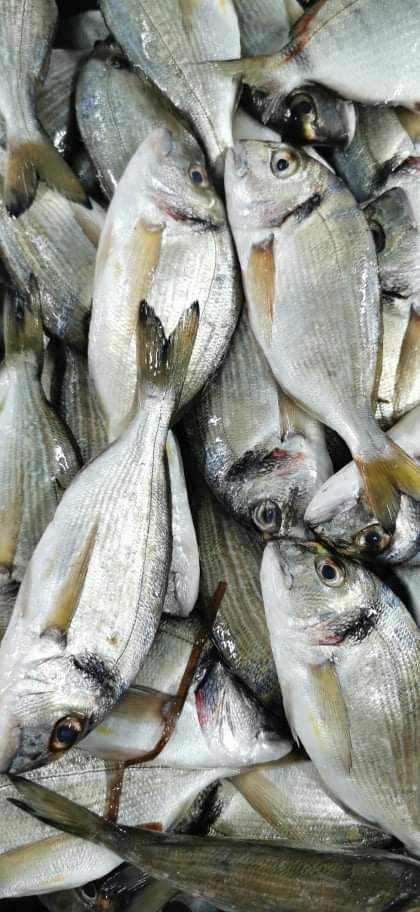 Daurade Sauvage (1Kg)