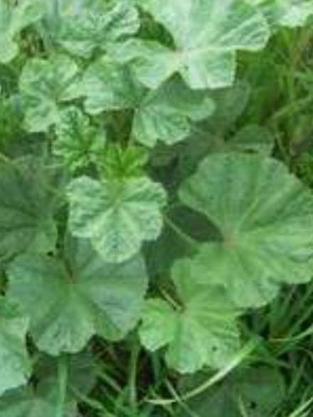 Khobbiza Tunisienne (pièce)