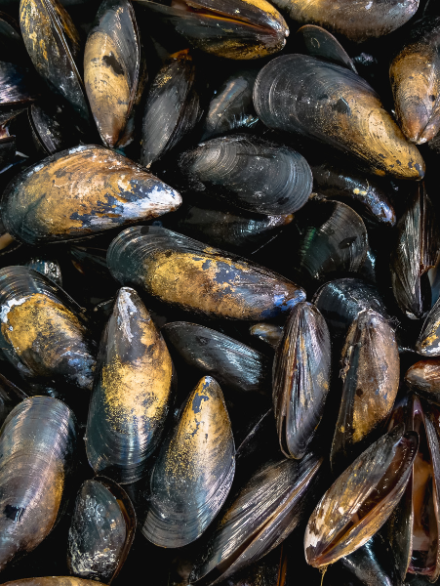 Moules biologiques 2lbs