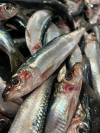 Sardine 1kg