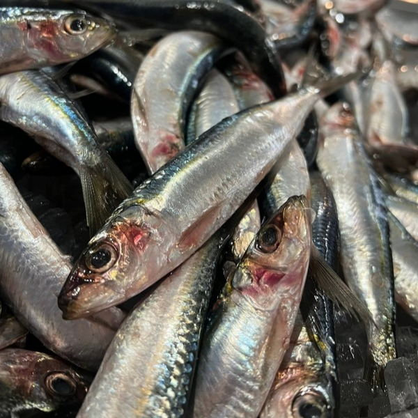 Sardine 1kg